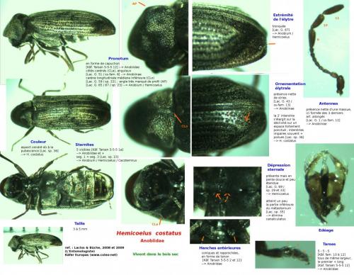 Hemicoelus costatus
