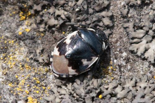 Réf. 160 240 : Tritomegas bicolor