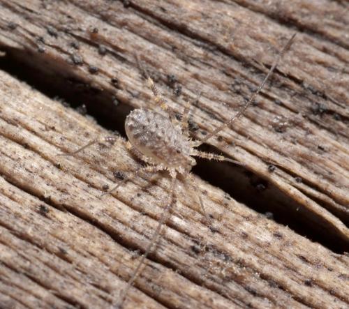Homalenotus sp.
