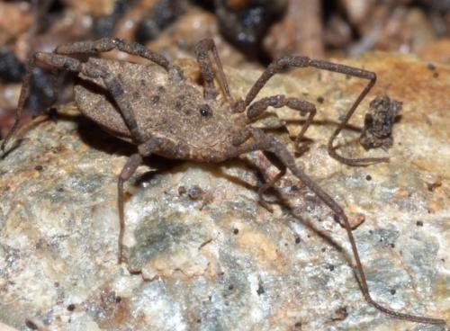 Homalenotus sp.