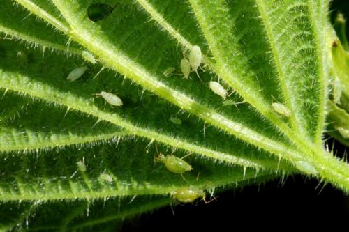 Microlophium carnosum