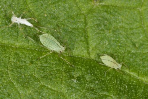 Microlophium carnosum