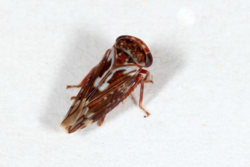 Réf. 160 055 : Balcanocerus pruni