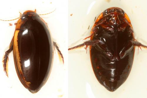 Réf. 160 098 : Hydaticus seminiger