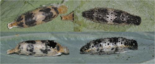 Hyposoter ebeninus
