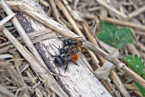 Osmia cornuta