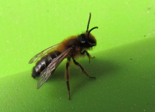 Andrena sp.