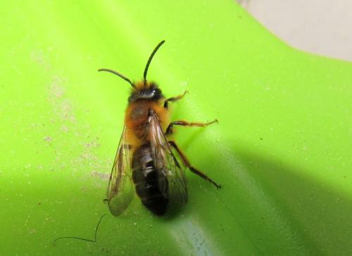 Andrena sp.