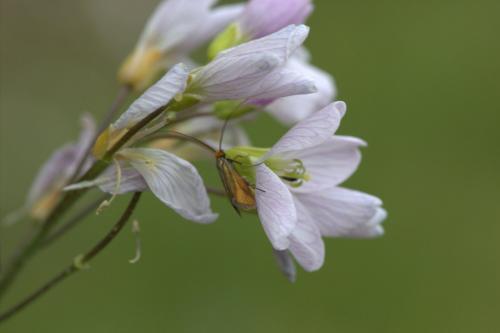 Réf. 160 747 : Cauchas rufimitrella