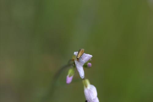 Réf. 160 760 : Cauchas rufimitrella