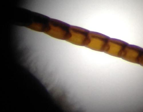 Nomada ruficornis