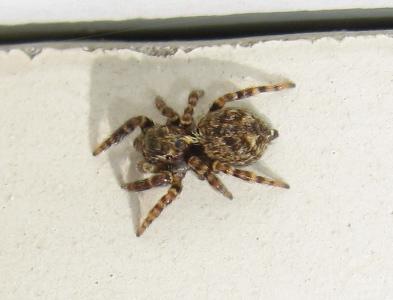 Réf. 160 085 : Pseudeuophrys erratica