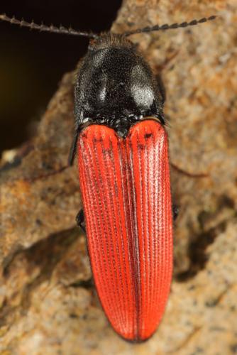 Réf. 160 479 : Ampedus sp.