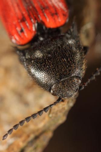 Ampedus sp.