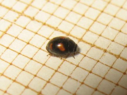 Nephus quadrimaculatus