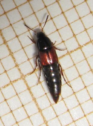 Réf. 160 955 : Tachyporinae inconnu