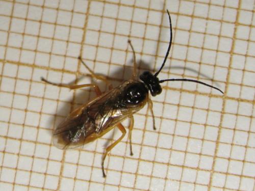 Réf. 160 100 : Nematinae inconnu