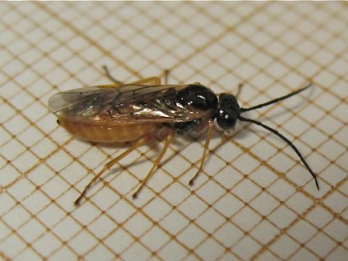 Réf. 160 099 : Nematinae inconnu