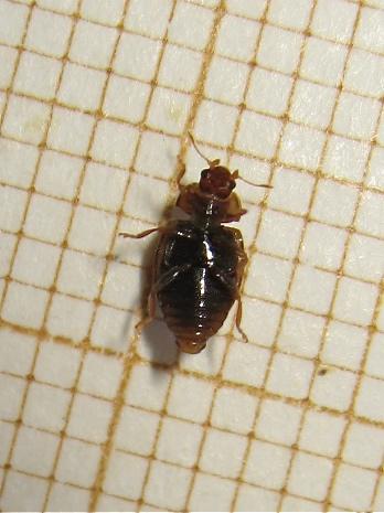 Réf. 160 102 : Rhyzobius chrysomeloides