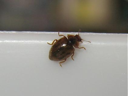 Réf. 160 103 : Rhyzobius chrysomeloides