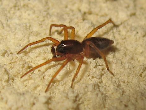 Clubiona comta