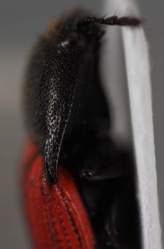 Ampedus sp.