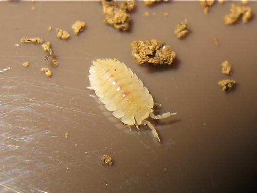 Platyarthrus hoffmannseggii