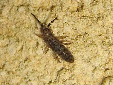 Réf. 160 084 : Orchesella villosa