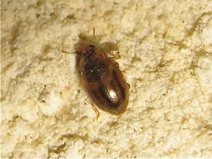 Réf. 160 104 : Rhyzobius chrysomeloides
