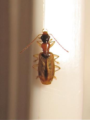 Réf. 160 328 : Demetrias atricapillus