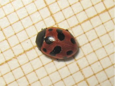 Coccinella undecimpunctata