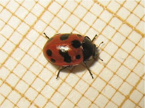 Coccinella undecimpunctata