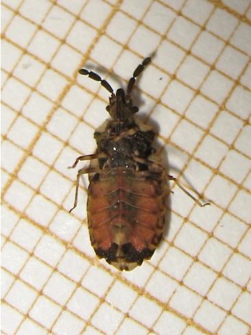 Aradus depressus