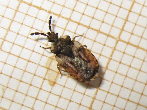 Aradus depressus