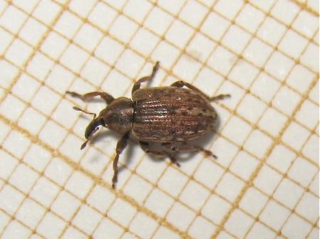 Réf. 160 453 : Hypera sp.