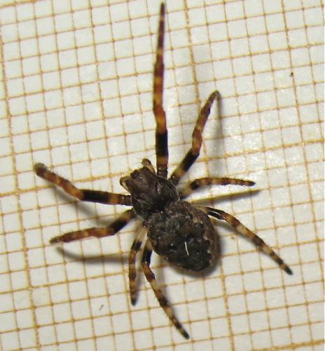 Réf. 160 452 : Nuctenea umbratica