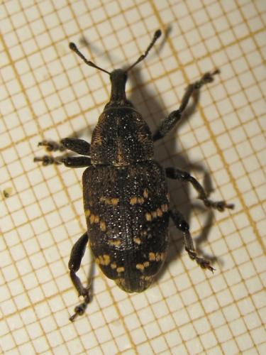 Hylobius abietis