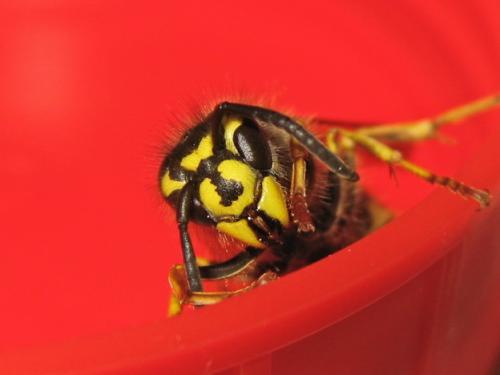 Vespula vulgaris