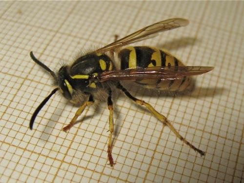 Réf. 160 528 : Vespula vulgaris