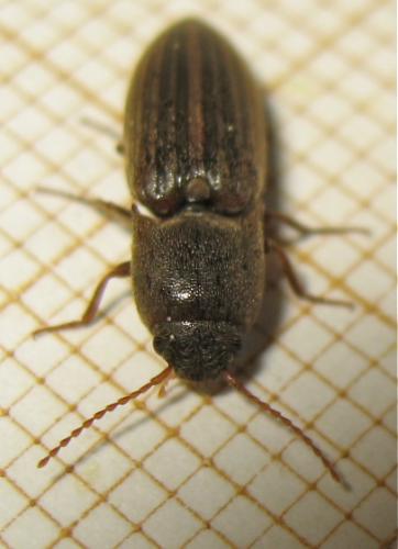 Agriotes lineatus