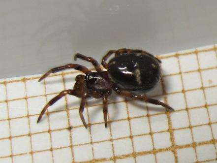 Asagena phalerata