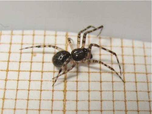 Theridion sp.