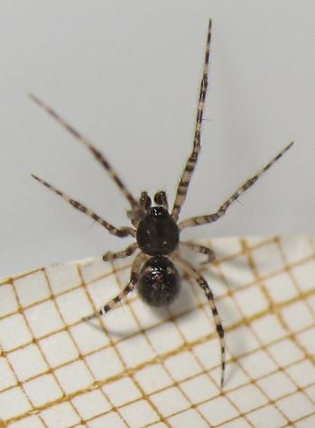 Theridion sp.