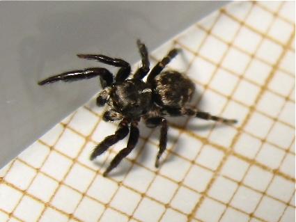 Réf. 160 647 : Pseudeuophrys erratica