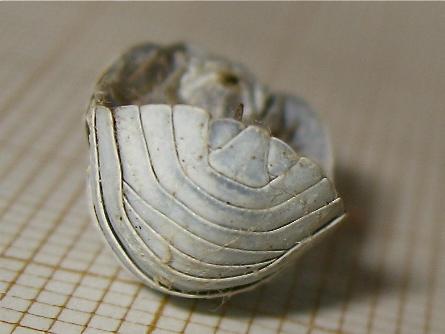 Armadillidium depressum