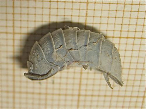 Armadillidium depressum