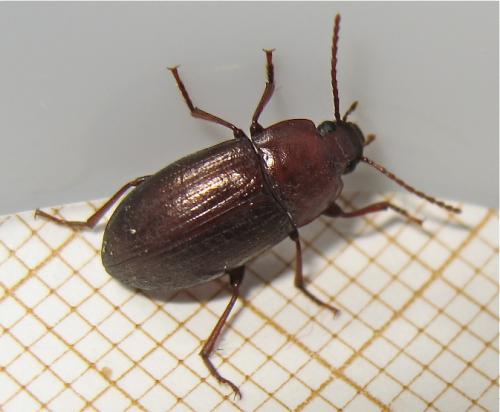 Nalassus laevioctostriatus
