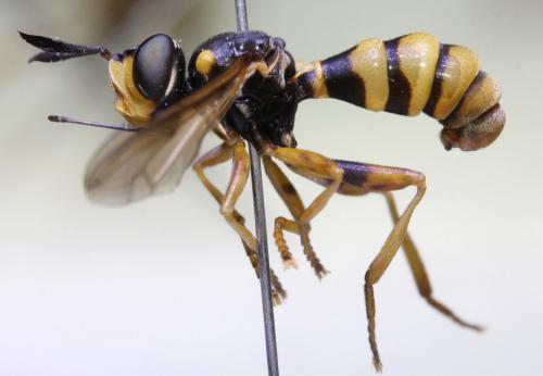 Réf. 160 612 : Conops ceriaeformis