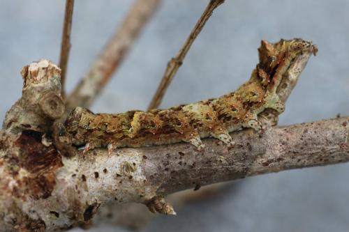 Allophyes oxyacanthae