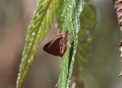 Signeta flammeata